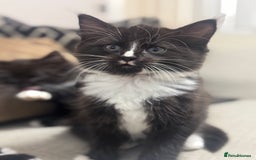 Ragdoll cats for sale: Stunning part ragdoll kittens - Image 4