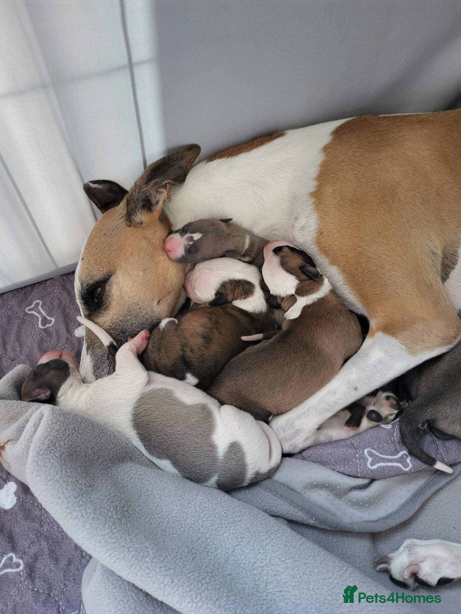 Whippet dogs KC Gorgeous Whippet pups. - Advert 2