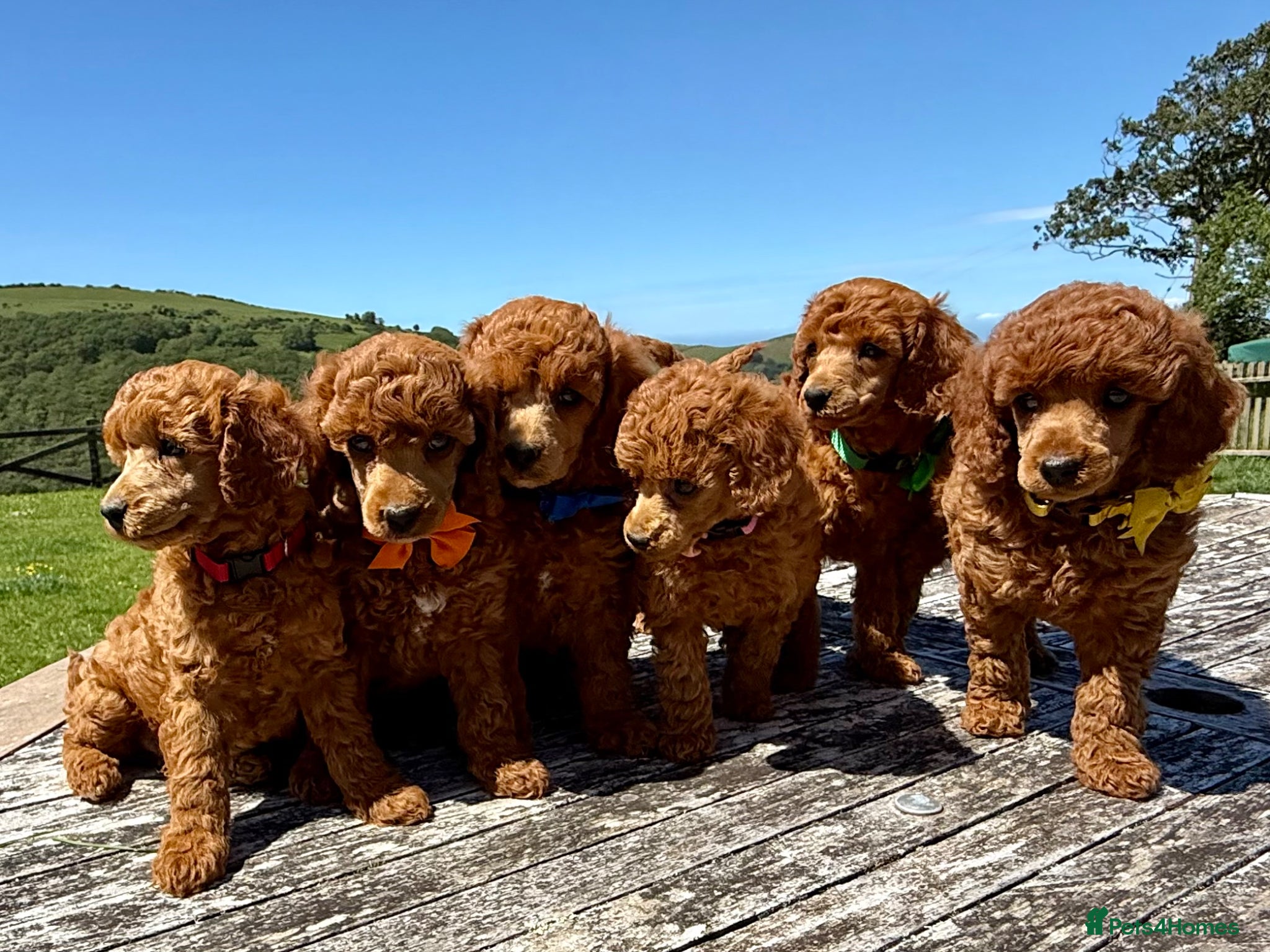 Miniature Poodle dogs Top Quality, Deep Red, KC Mini Poodles.  - Advert 9