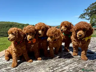 Miniature Poodle dogs Top Quality, Deep Red, KC Mini Poodles. - Advert 9