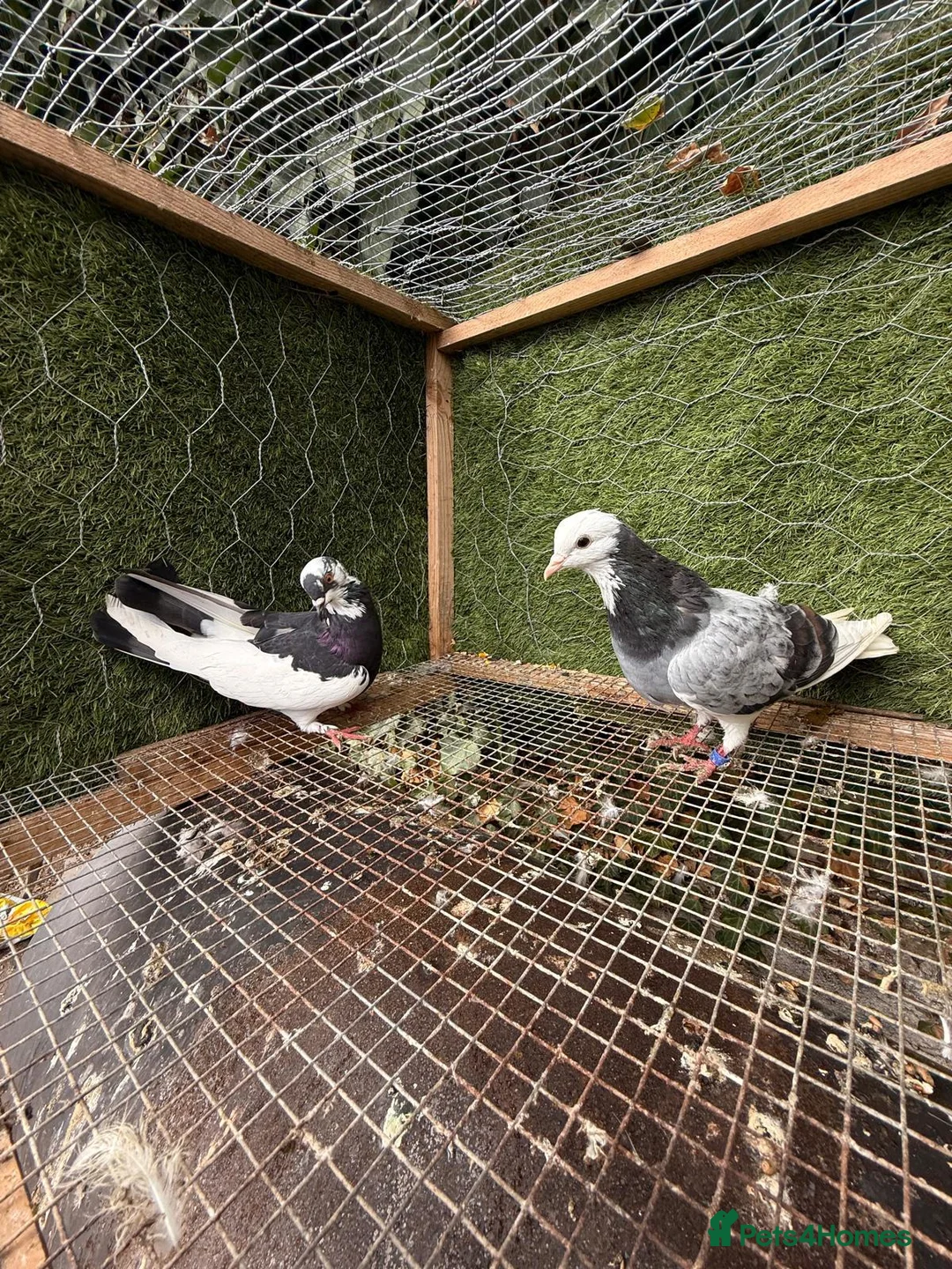 Pigeons birds for sale: 20 Mix  pigeon for sale - Advert 15