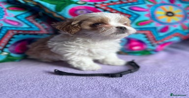 Maltipoo dogs - Advert 13