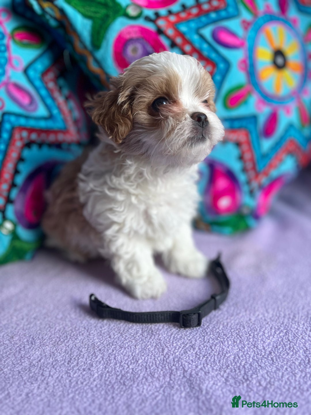Maltipoo dogs for sale: Stunning Malticavapoo puppies NORTH STAFFORDSHIRE - Image 17