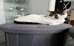 Mixed Breed cats for sale: My Myla - Image 6