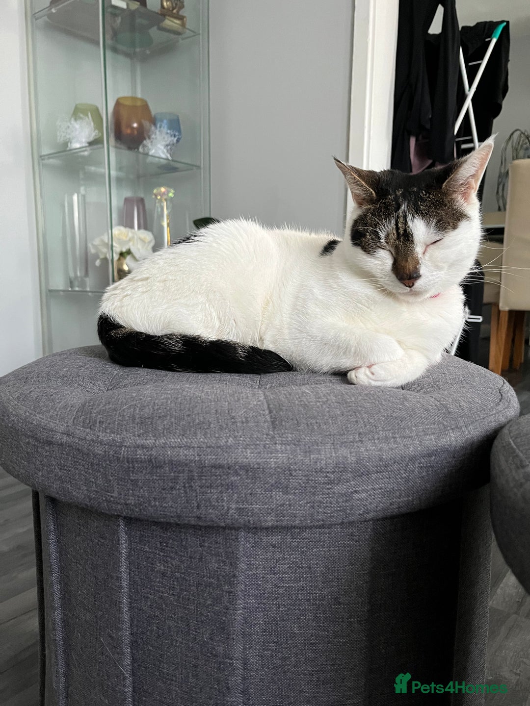 Mixed Breed cats for sale: My Myla - Image 6