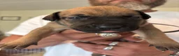 Mixed Breed dogs for sale: Bull presa pups  - Advert 30