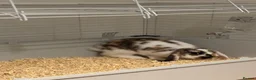 Mini Lop rabbits for sale: baby mini lop mix boy  in Bexhill-on-Sea - Advert 4
