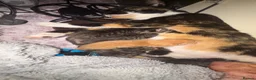 Mixed Breed cats for sale: Kittens for sale  - Advert 1