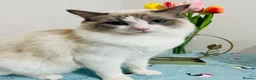 Ragdoll cats for sale: GCCF registered Ragdoll kitten  - Advert 3