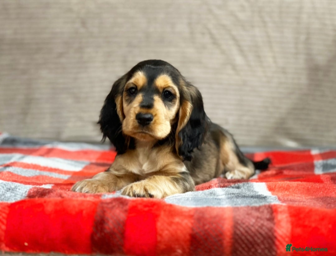 Cocker Spaniel dogs for sale: STUNNING COCKER SPANIEL PUPPIES  - Image 21