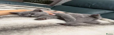 British Shorthair 4