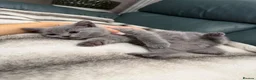 British Shorthair cats for sale: 💐British Shorthair Kittens (Blue)💐 - Advert 29