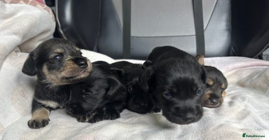 Mixed Breed dogs - Advert 13