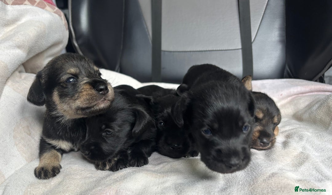 Mixed Breed dogs for sale: SCHNOXIES (MINI DAXI CROSS MINI SCHNAUZER) - Image 3