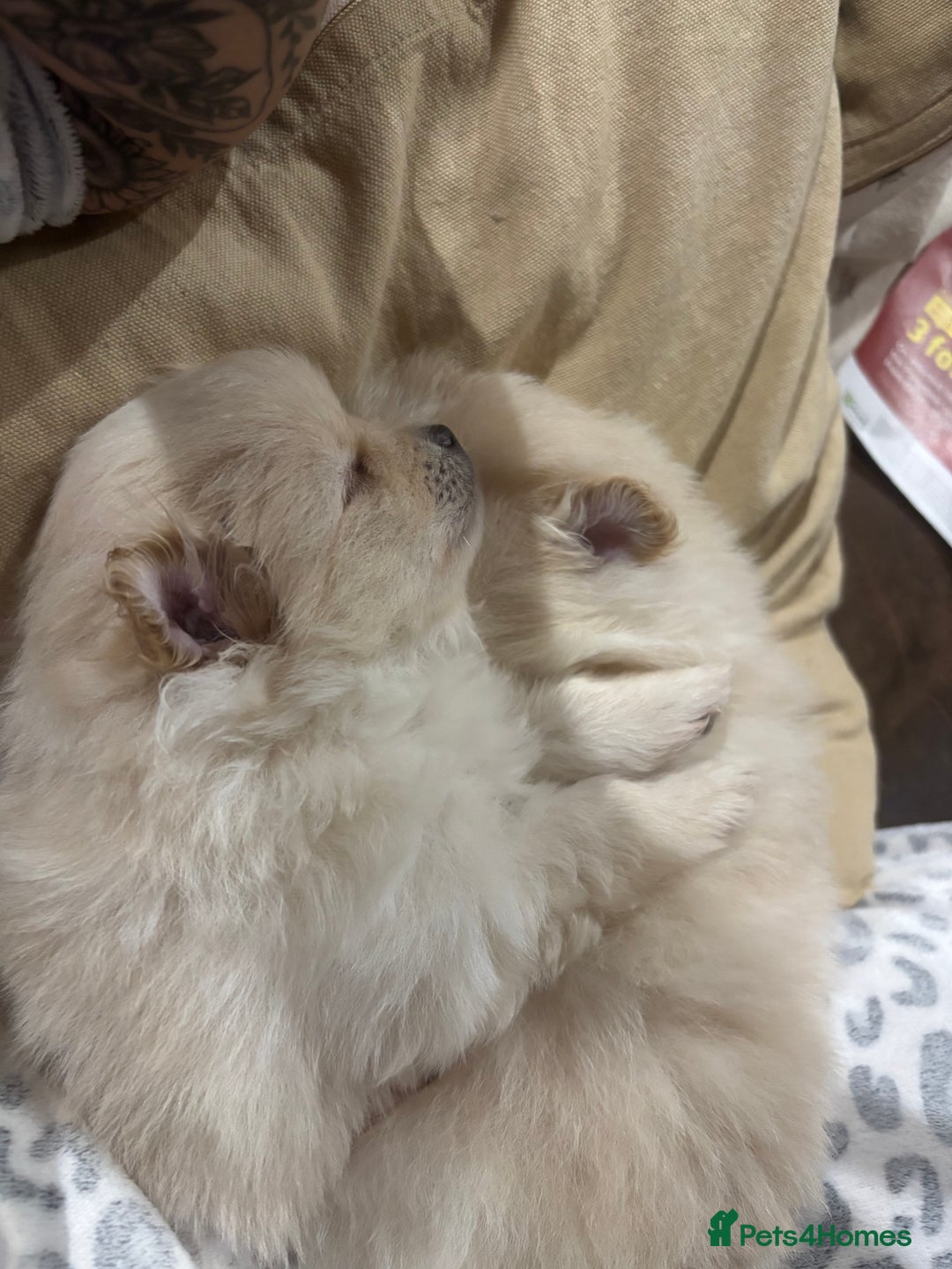 Pomeranian dogs for sale: 2 beautiful teddy bears poms  - Image 11