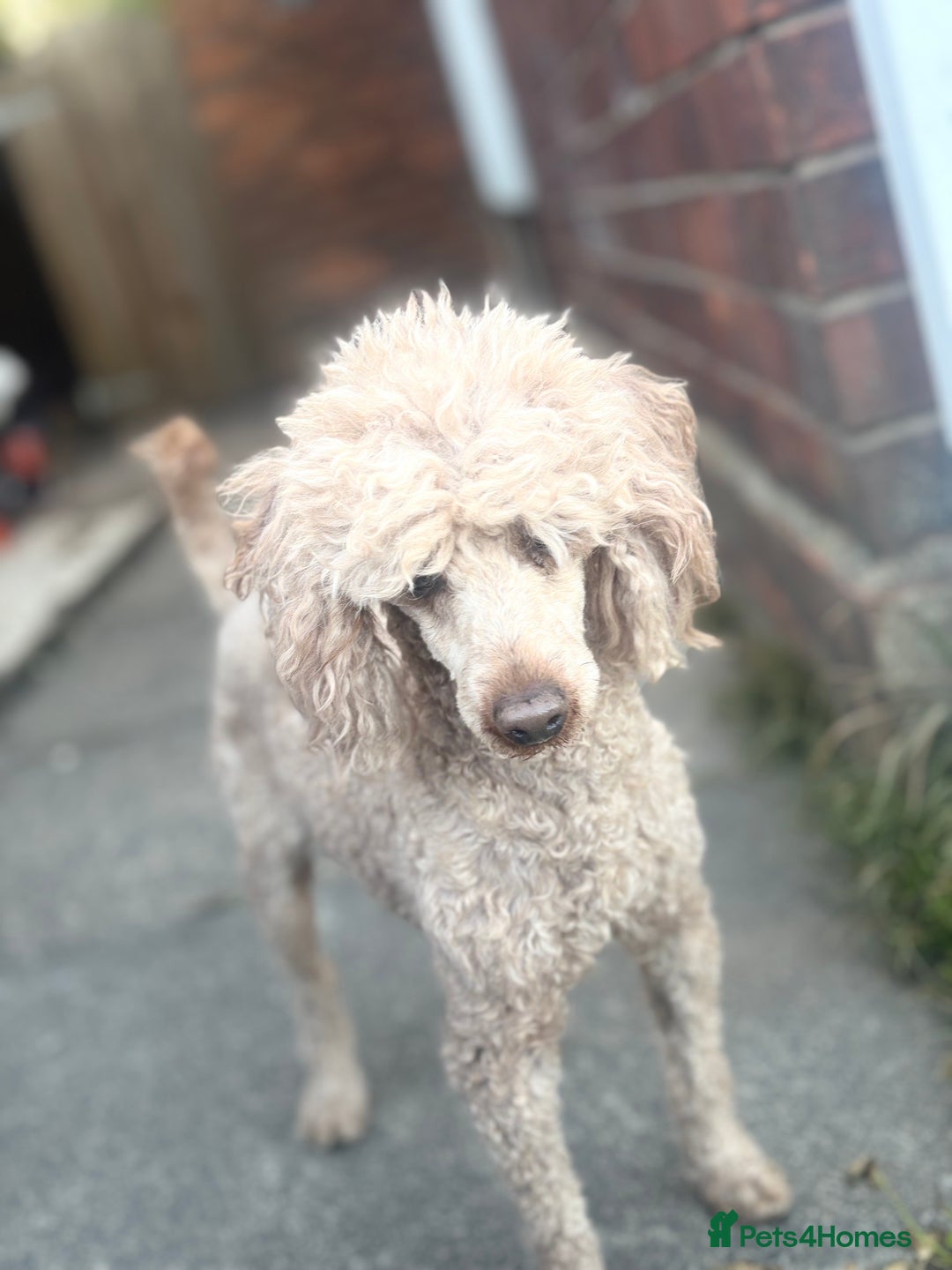 Miniature Poodle dogs for stud: for stud  - Advert 5