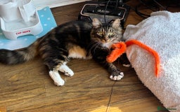 Mixed Breed cats for adoption: RUFFIE - looking for the perfect forever home - Image 3