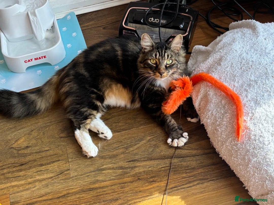 Mixed Breed cats for adoption: RUFFIE - looking for the perfect forever home - Image 3