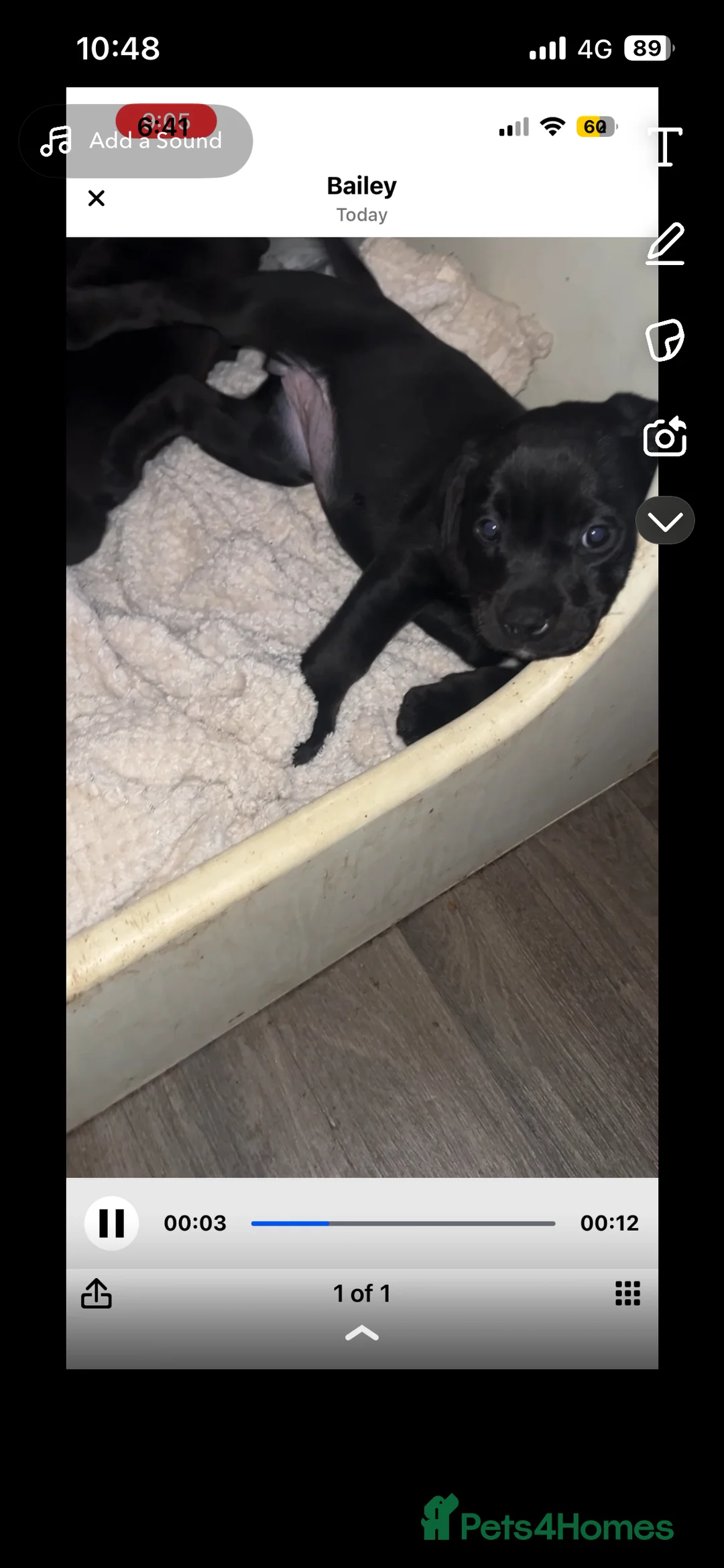 Mixed Breed dogs for sale: One female bullador  - Advert 1