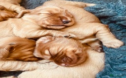 Cocker Spaniel dogs for sale: Ruby Red Cockers - Image 2