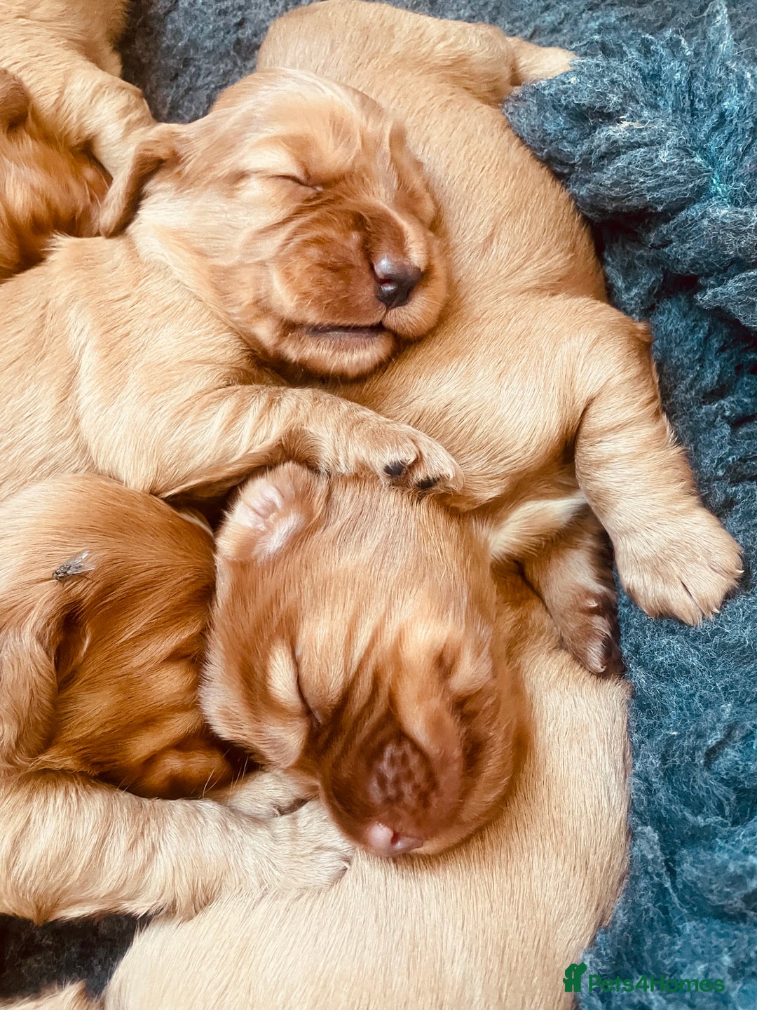 Cocker Spaniel dogs for sale: Ruby Red Cockers - Image 2