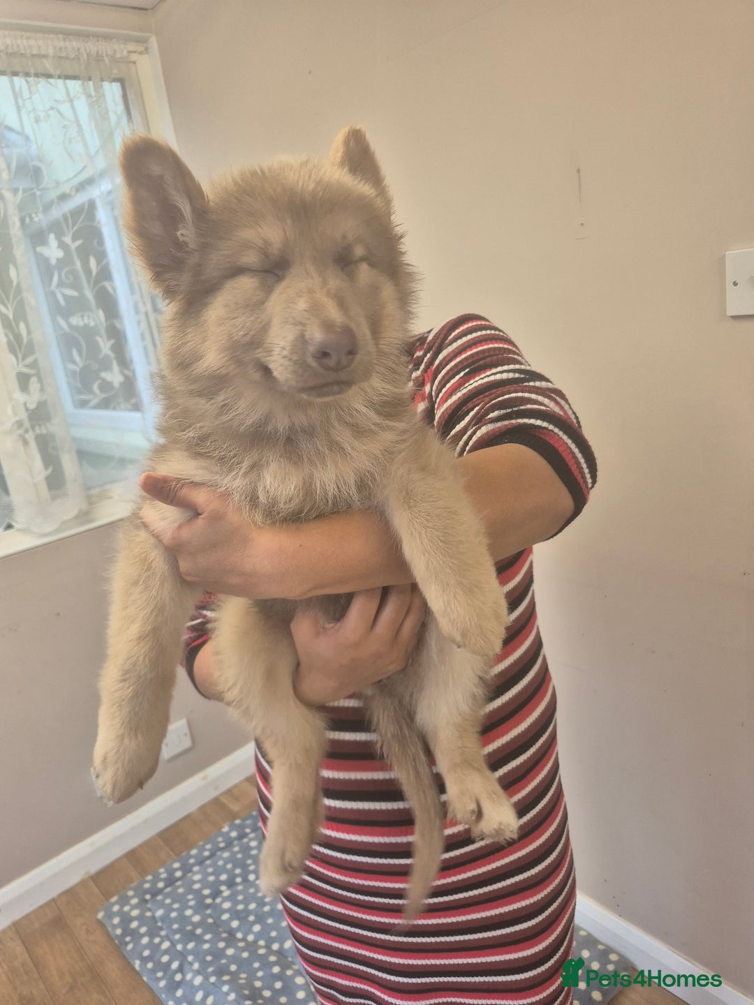 German Shepherd dogs for sale: READY TO leave 1 left German Shepherd kc reg pups - Advert 3