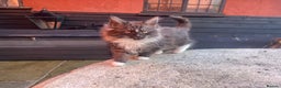 Mixed Breed cats for sale: Adorable kittens looking for home - Advert 7