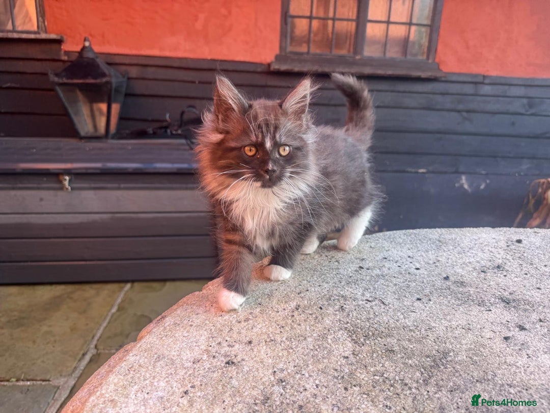 Mixed Breed cats for sale: Adorable kittens looking for home - Advert 7