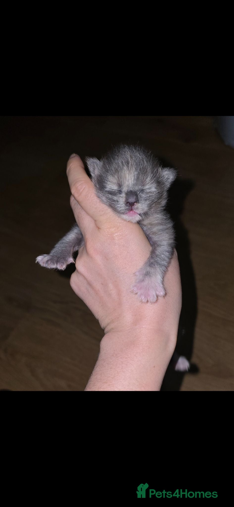 Maine Coon cats Beautiful maine coon kitten - Advert 3