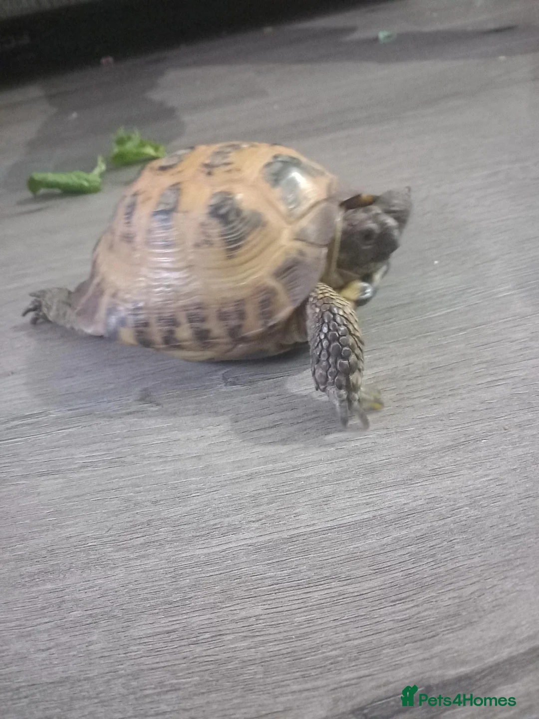 Tortoise reptiles for sale: Horsefeild tortoise in Motherwell - Advert 4