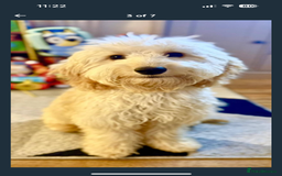 Mixed Breed dogs for sale: Cockapoo 11 months old - Image 4