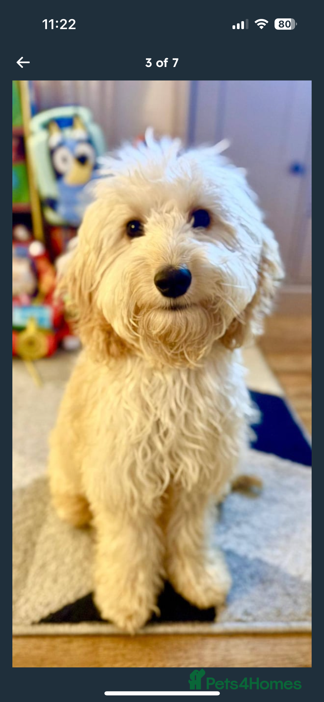 Mixed Breed dogs for sale: Cockapoo 11 months old - Image 4