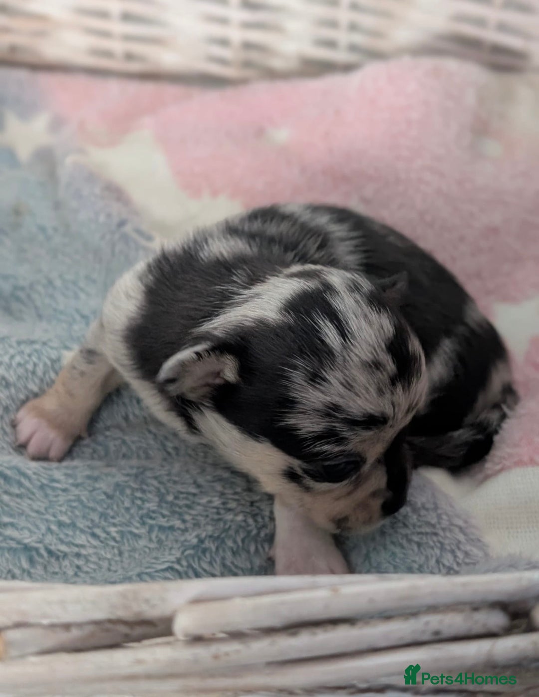 Chihuahua dogs for sale: Beautiful Merle Chihuahua Puppies 🐶  - Advert 23