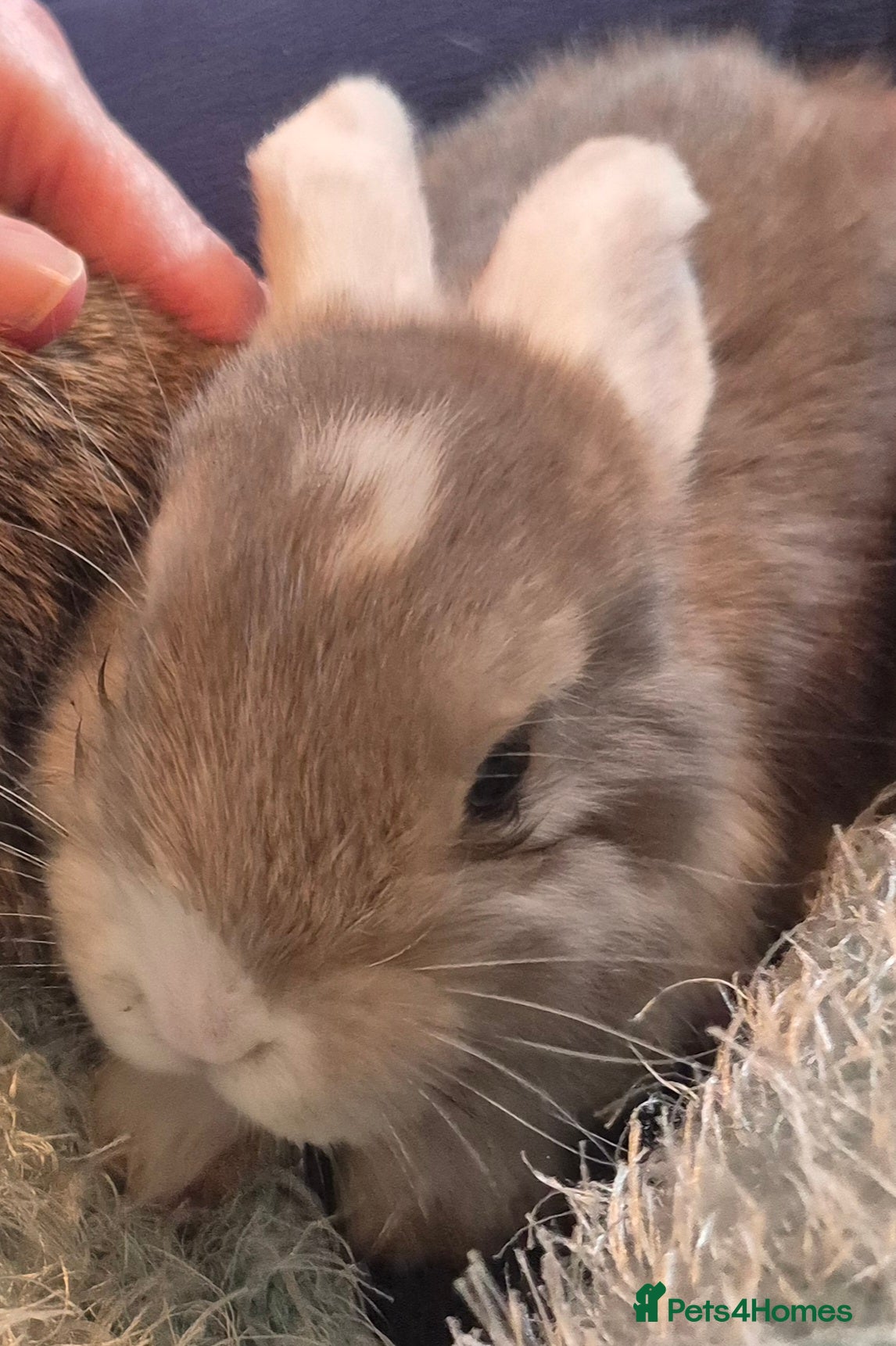 Mini Lop rabbits Lovely Female and Male Mini Lops  - Advert 3