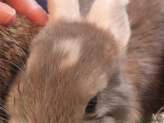 Mini Lop rabbits Lovely Female and Male Mini Lops - Advert 5