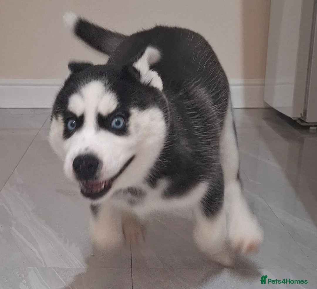 Siberian Husky dogs for sale: Siberian Huskies- BIG and WOOLY (4 Female, 1 Male) - Advert 12