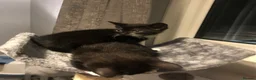 Mixed Breed cats for sale: Beautiful black and white brothers  - Advert 2