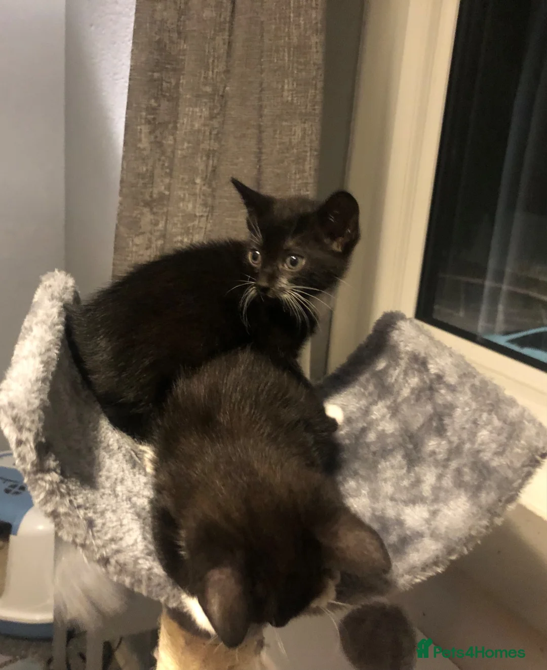 Mixed Breed cats for sale: Beautiful black and white brothers  - Advert 2