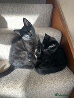British Shorthair cats Two British shorthairs male black kittens - Advert 3