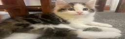 Mixed Breed cats for sale: Beautiful kittens looking for a loving homes  - Advert 1