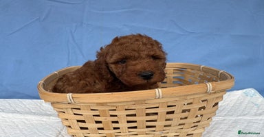 Cockapoo dogs - Advert 2