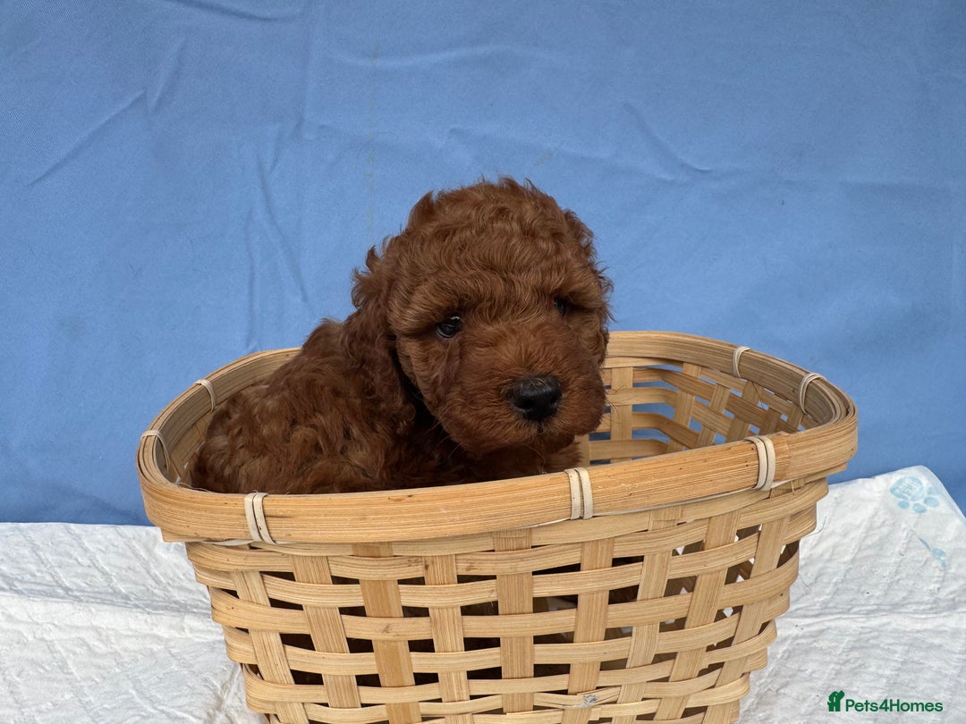 Cockapoo dogs for sale: Gorgeous Cockerpoo F1b - Image 3