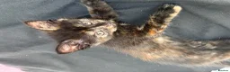 Mixed Breed cats for sale: 4 Ginger Boys, 2 Tortie cats  - Advert 16