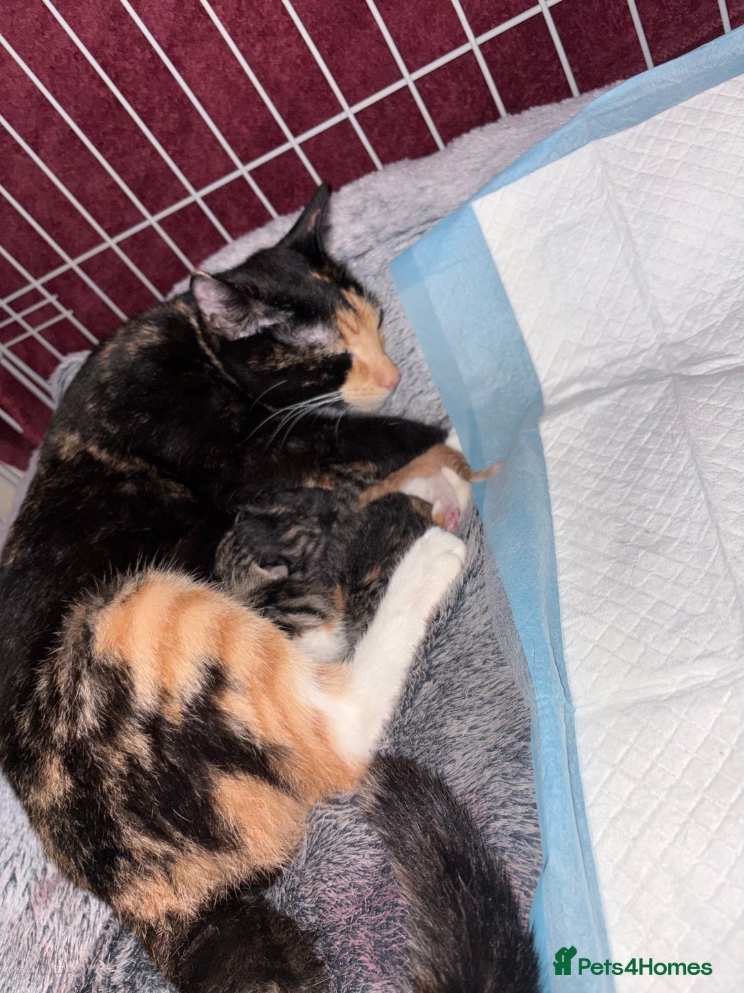 Mixed Breed cats for sale: Newborn kittens  - Advert 11