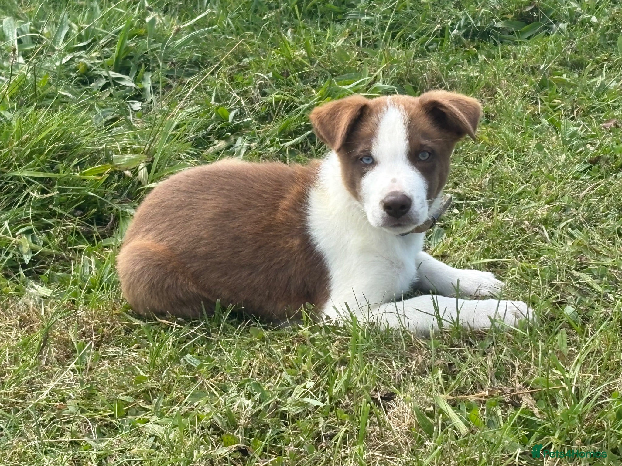Border Collie dogs Pedigree Registered World Class Pups for sale - Advert 19