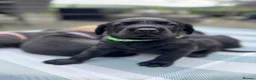Labrador Retriever dogs for sale: KC Registered beautiful working labrador puppies in Oldham - Advert 34