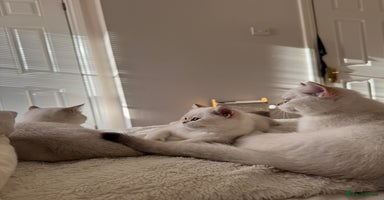 British Shorthair cats in Bedford - Advert 6
