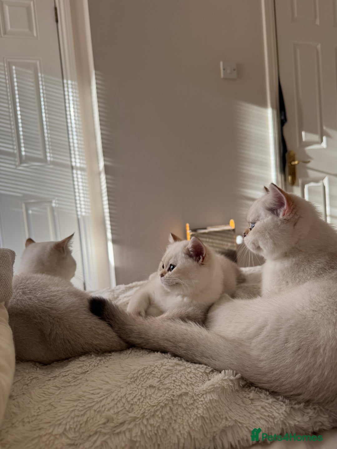 British Shorthair cats for sale: TICA British Shorthair Kittens Champion bloodline in Bedford - Image 3