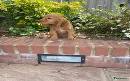 Cocker Spaniel dogs for sale: Gorgeous Adorable Golden Type Cocker  Spaniel  - Image 21