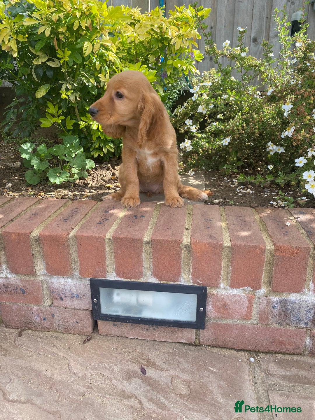 Cocker Spaniel dogs for sale: Gorgeous Adorable Golden Type Cocker  Spaniel  - Image 21